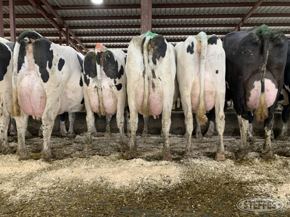 (30 Head) Holstein cows